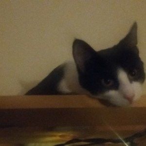 Meet your Posher, Rye